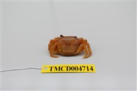 藏品(拉氏清溪蟹)的圖片